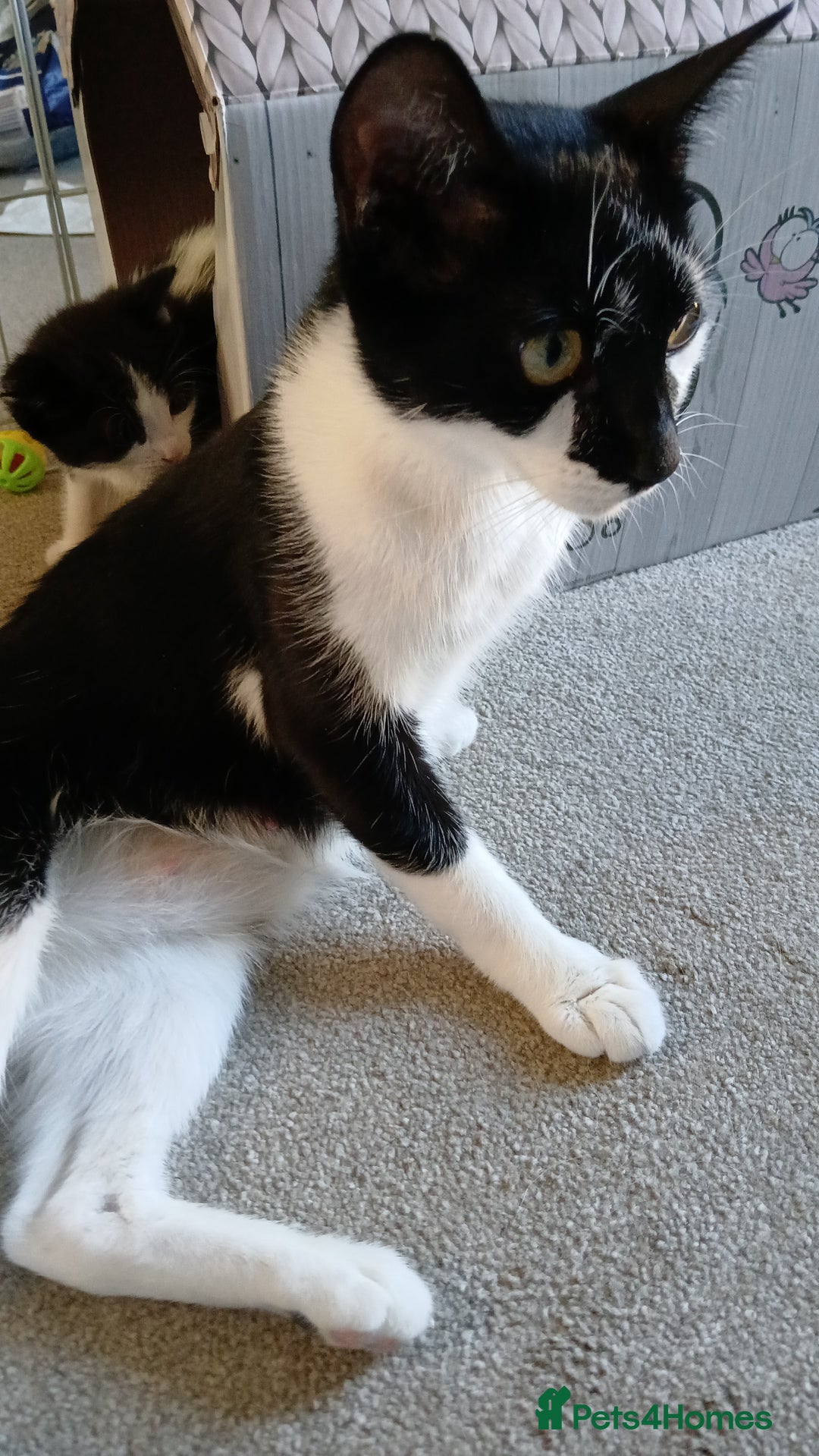 Mixed Breed cats for sale: 1 girl 1 boy kitten 8 weeks - Image 5