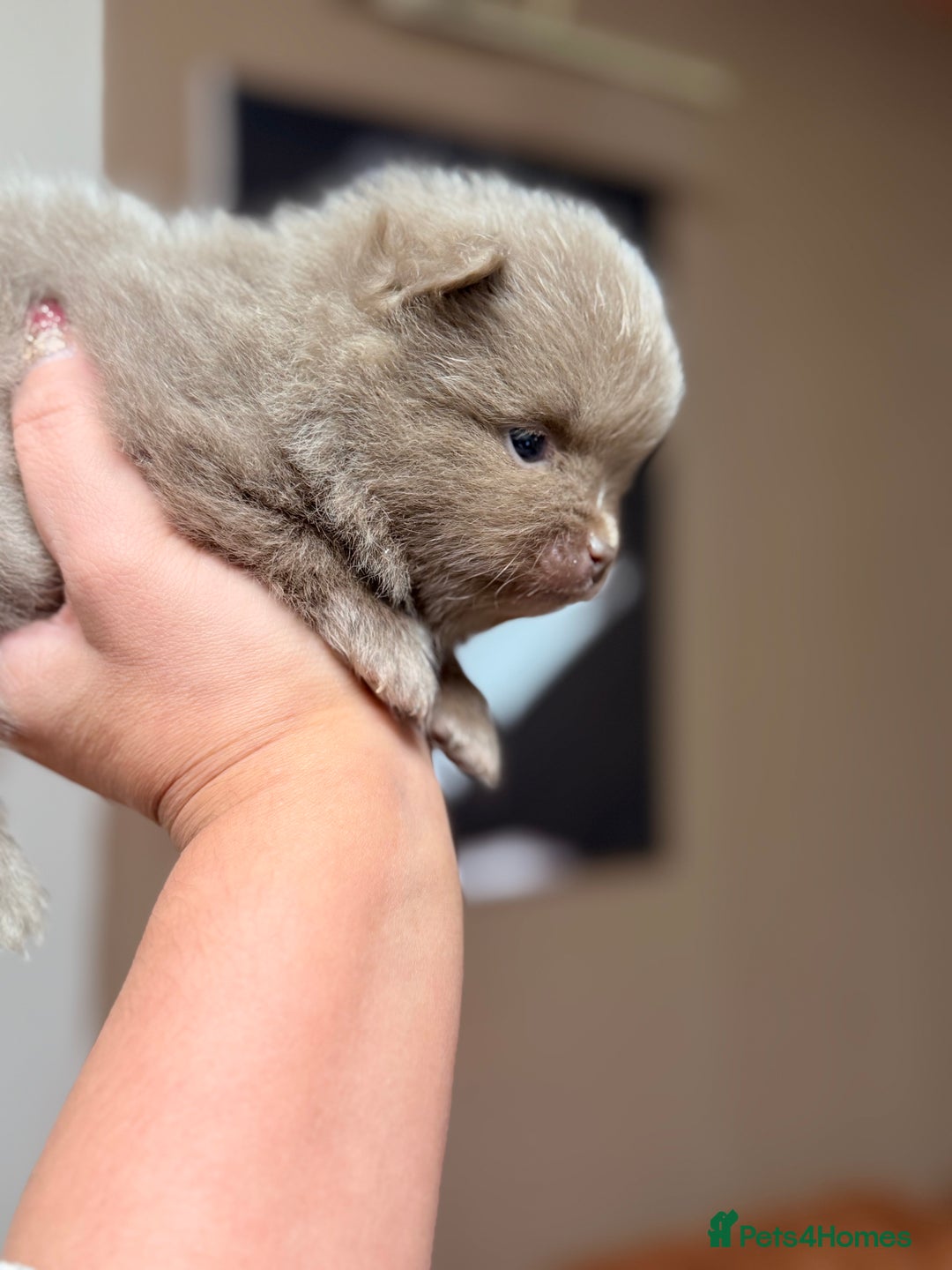 Pomeranian dogs for sale: 🧸 Dream Teddy Bear( Price reduced) - Advert 10