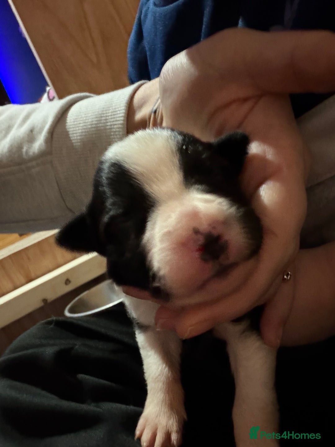 Border Collie dogs for sale: Family Raised Border Collie Pups  - Advert 7