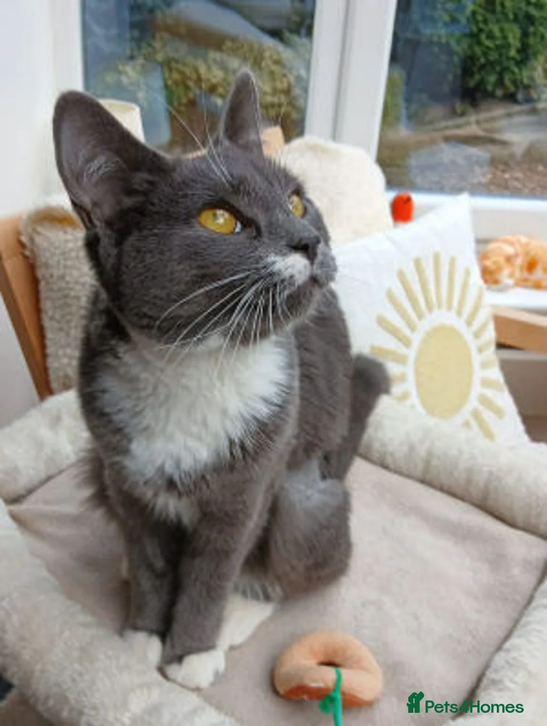 Mixed Breed cats for adoption: WIGGLE - Advert 1