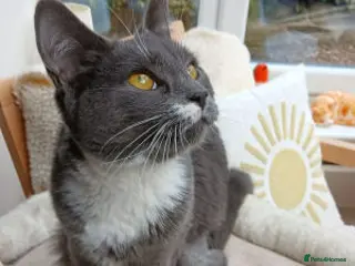 Mixed Breed cats WIGGLE - Advert 1