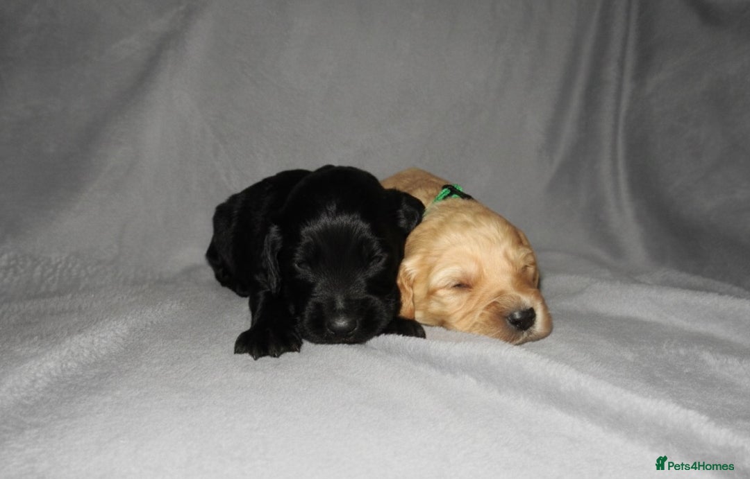 Cockapoo dogs for sale: Cockapoo Puppy’s 🐶🐾 - Advert 10