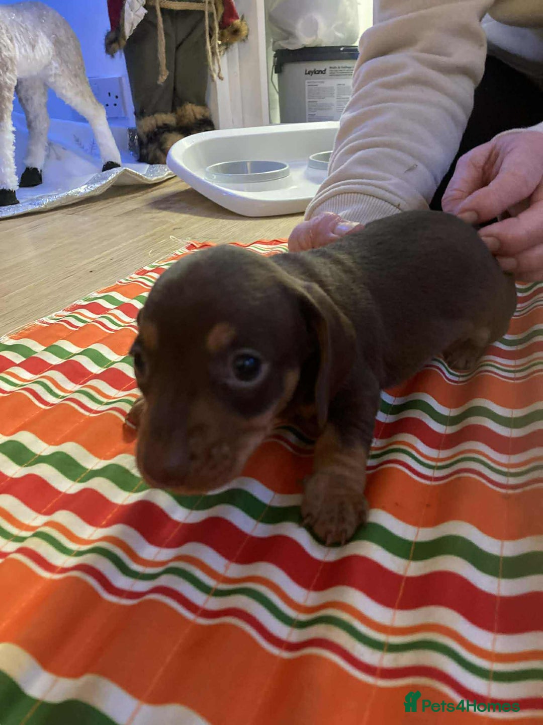 Miniature Dachshund dogs for sale: Miniature daschund puppies  - Advert 9