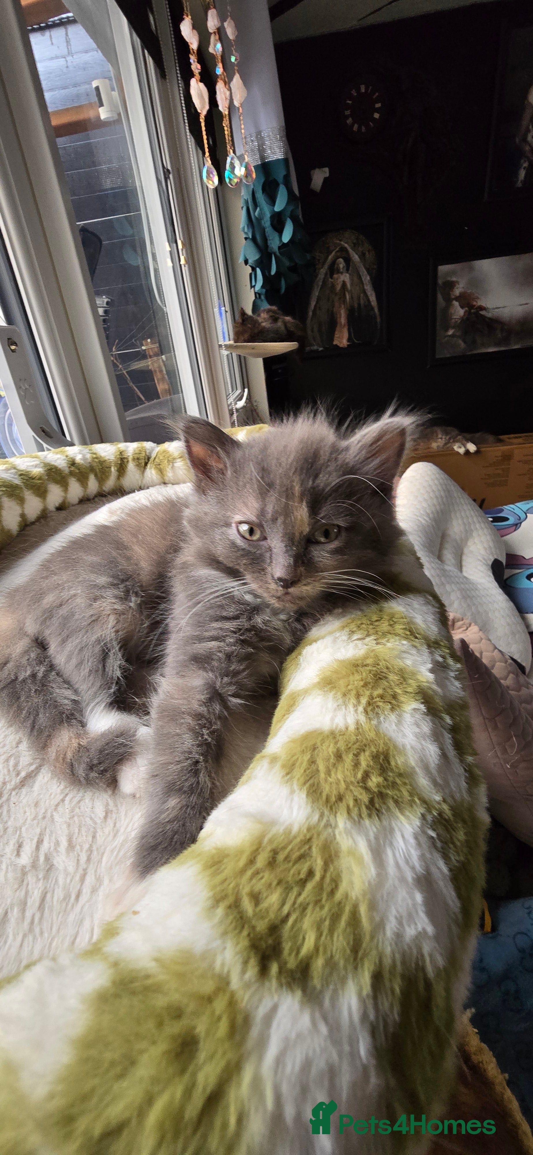 Maine Coon cats Amazing Mainecoon - Advert 6