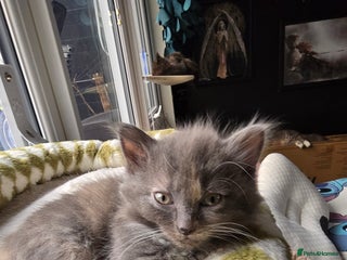 Maine Coon cats Amazing Mainecoon - Advert 12