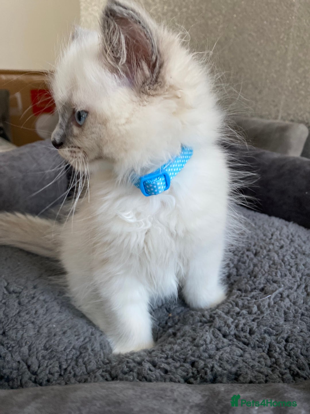 Ragdoll cats for sale: Ragdoll kittens  - Advert 12