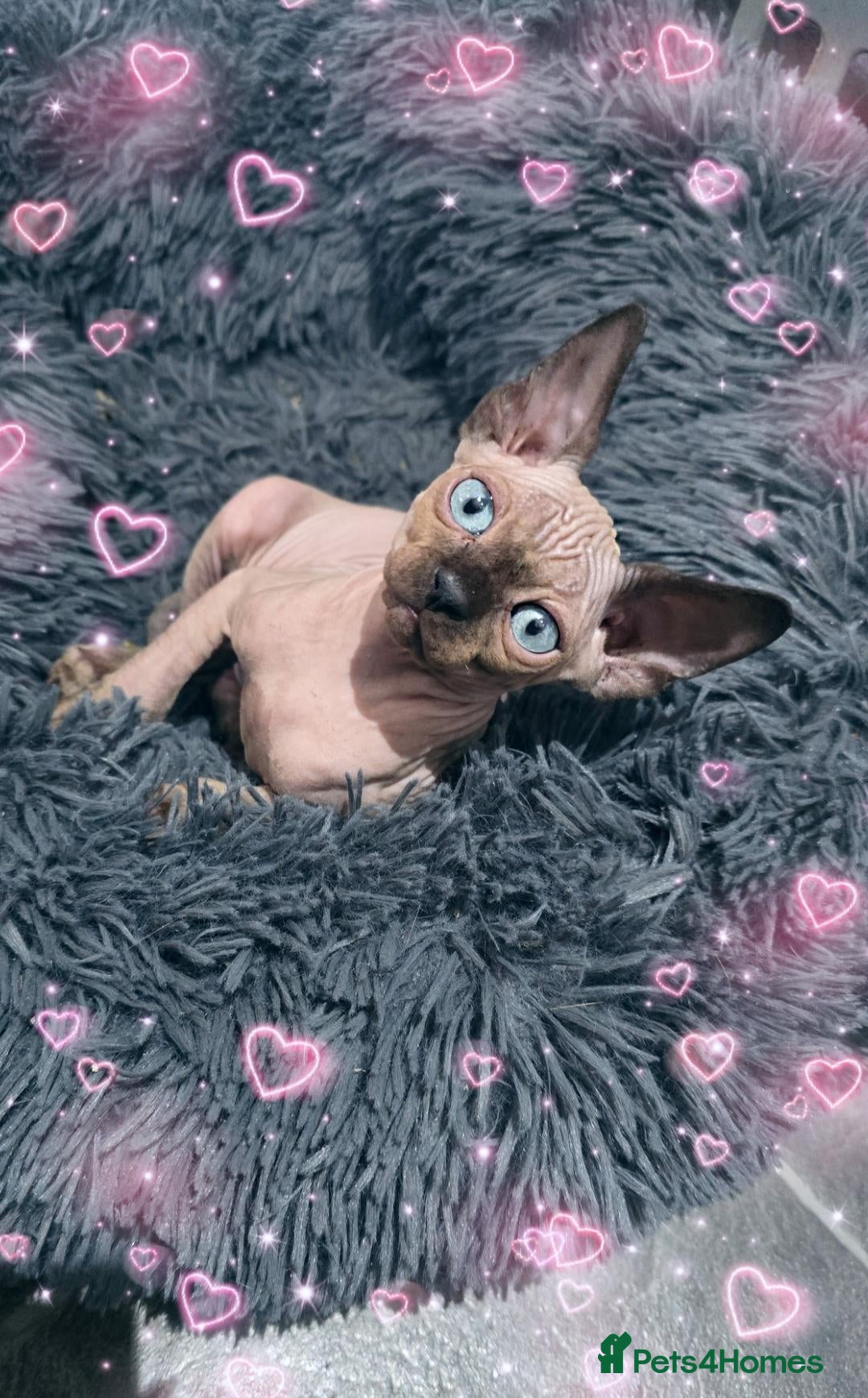 Sphynx cats 2 BOYS 💕READY SOON🩵🩵 SPHYNX KITTENS 🩵🩵 TESTED - Advert 1