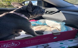 French Bulldog dogs for sale: Chunky French bulldog pups 4 girls  - Image 10