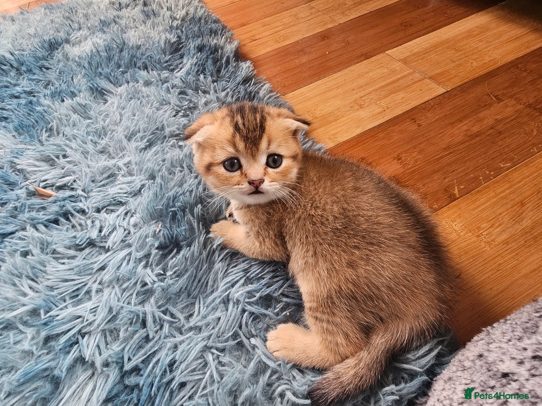 British Shorthair cats for sale: Lovely British Shorthair fold kittens 😸  - Image 4