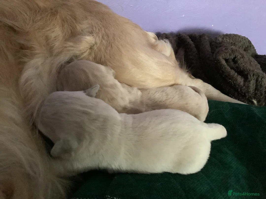 Golden Retriever dogs for sale: Golden retriever puppies - Advert 4