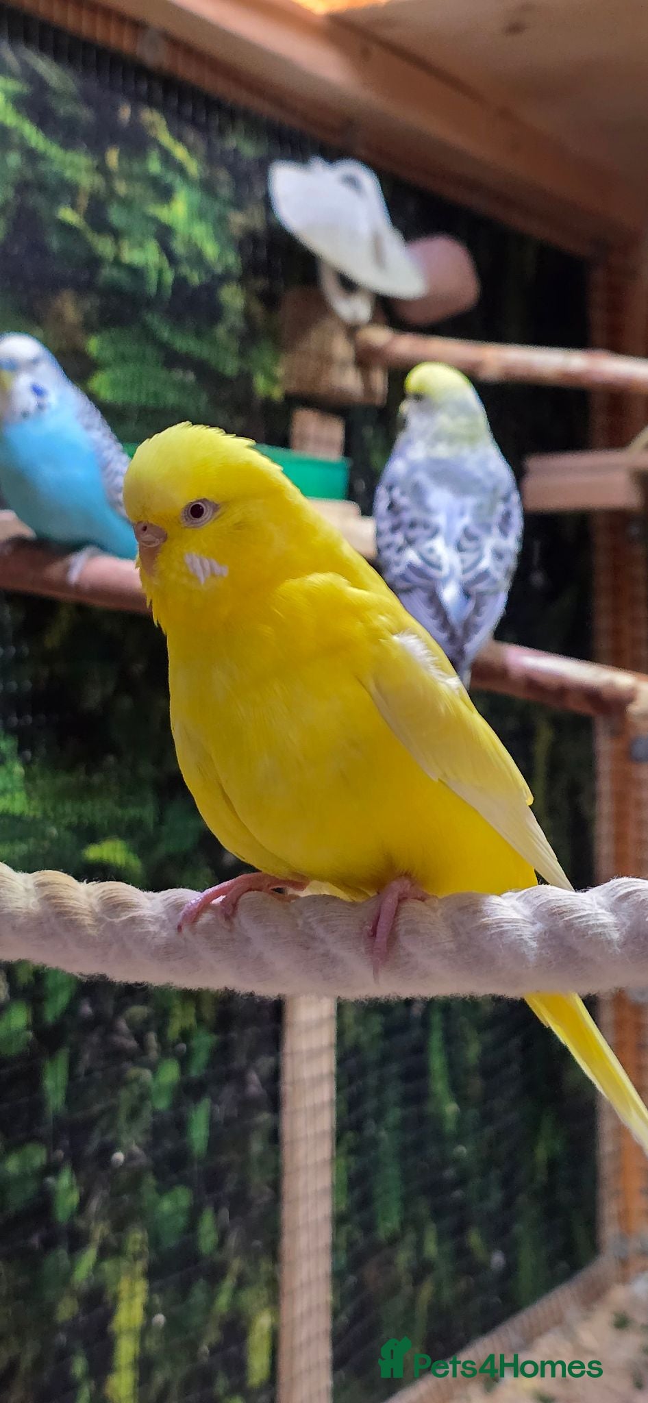 Budgerigars birds 6 Budgerigars for Sale - Advert 1