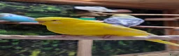Budgerigars birds for sale: 6 Budgerigars for Sale - Advert 1