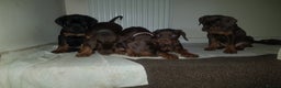 Dobermann dogs for stud: Proven Euro Doberman Stud in London - Advert 23