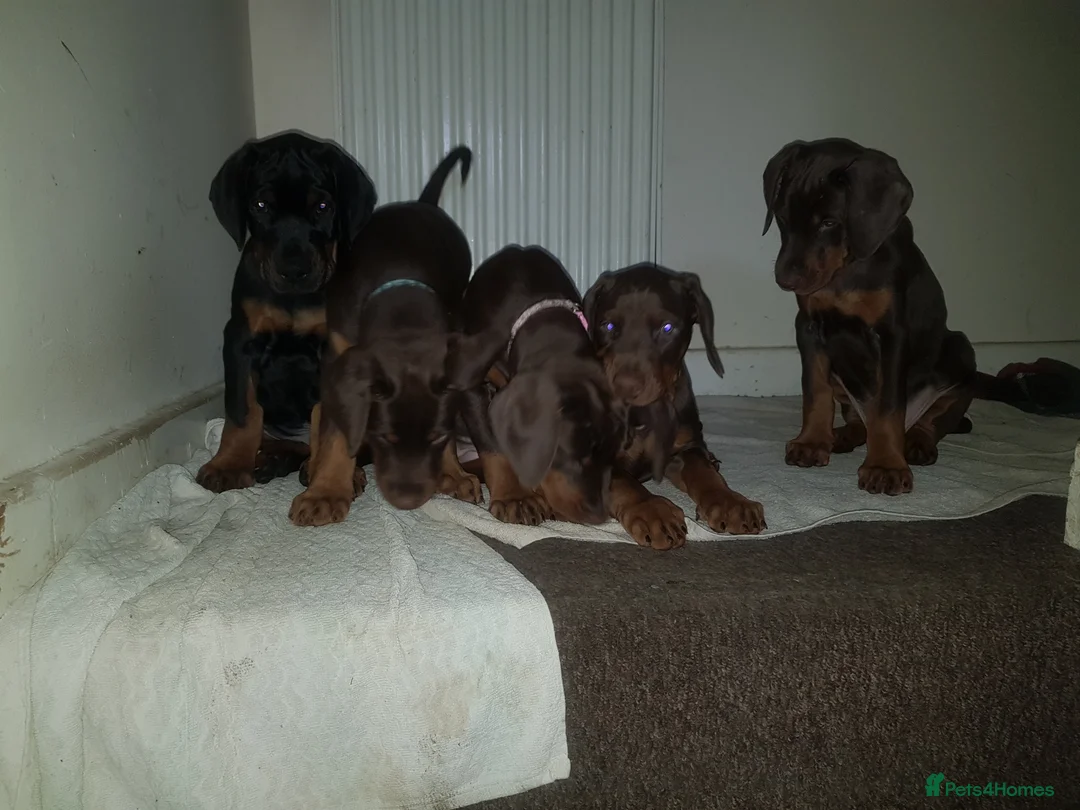 Dobermann dogs for stud: Proven Euro Doberman Stud in London - Advert 23