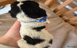 Cocker Spaniel dogs for sale: Working Cocker Spaniel Puppies  - Image 25