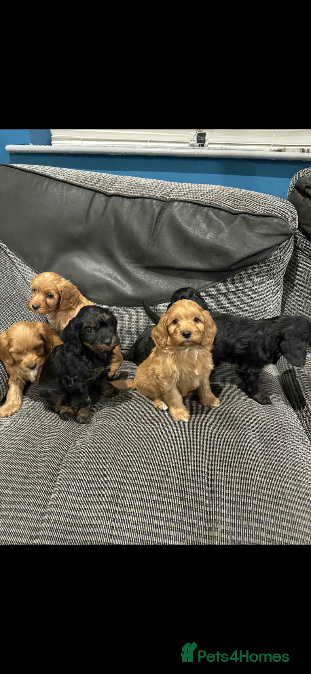 Cockapoo dogs for sale: Adorable F1 cockapoo puppies for sale - Advert 1