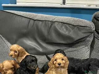 Cockapoo dogs Adorable F1 cockapoo puppies for sale - Advert 11