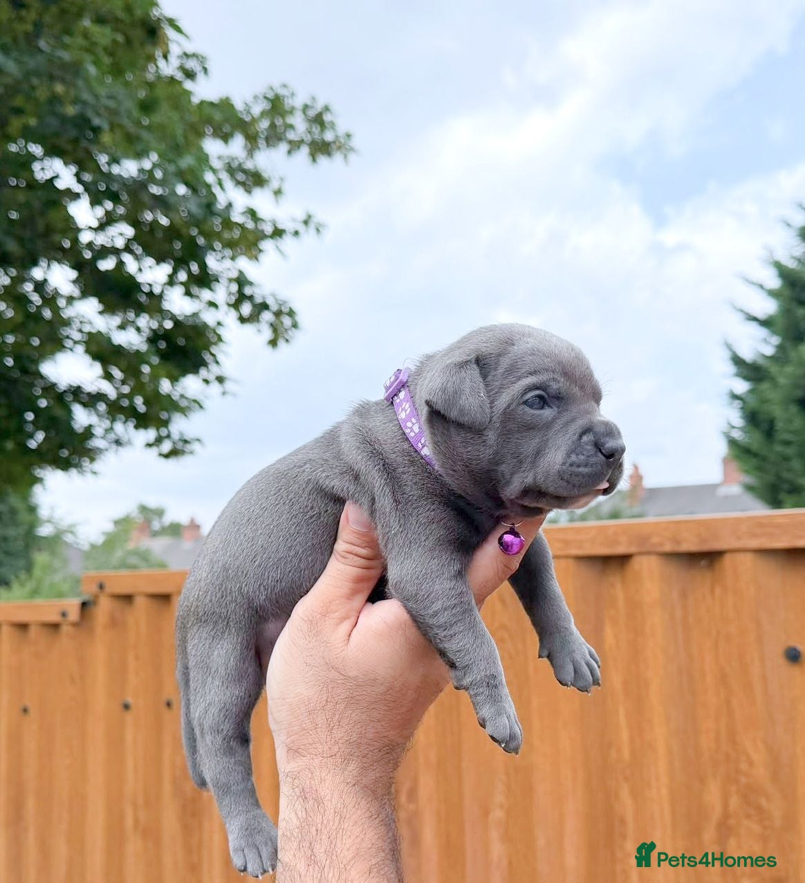 Staffordshire Bull Terrier dogs SOLID BLUE TEDDY BEARS 🧸 - Advert 2