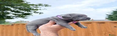 Staffordshire Bull Terrier 3