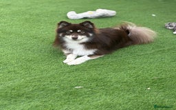 Pomsky dogs for stud: 🧪Embark tested!! ⭐️ F3 Pomsky Choc & Cream - Image 2