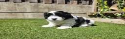 Lhasapoo dogs for sale: Stunning Lhasapoo Puppies. READY NOW! - Advert 24