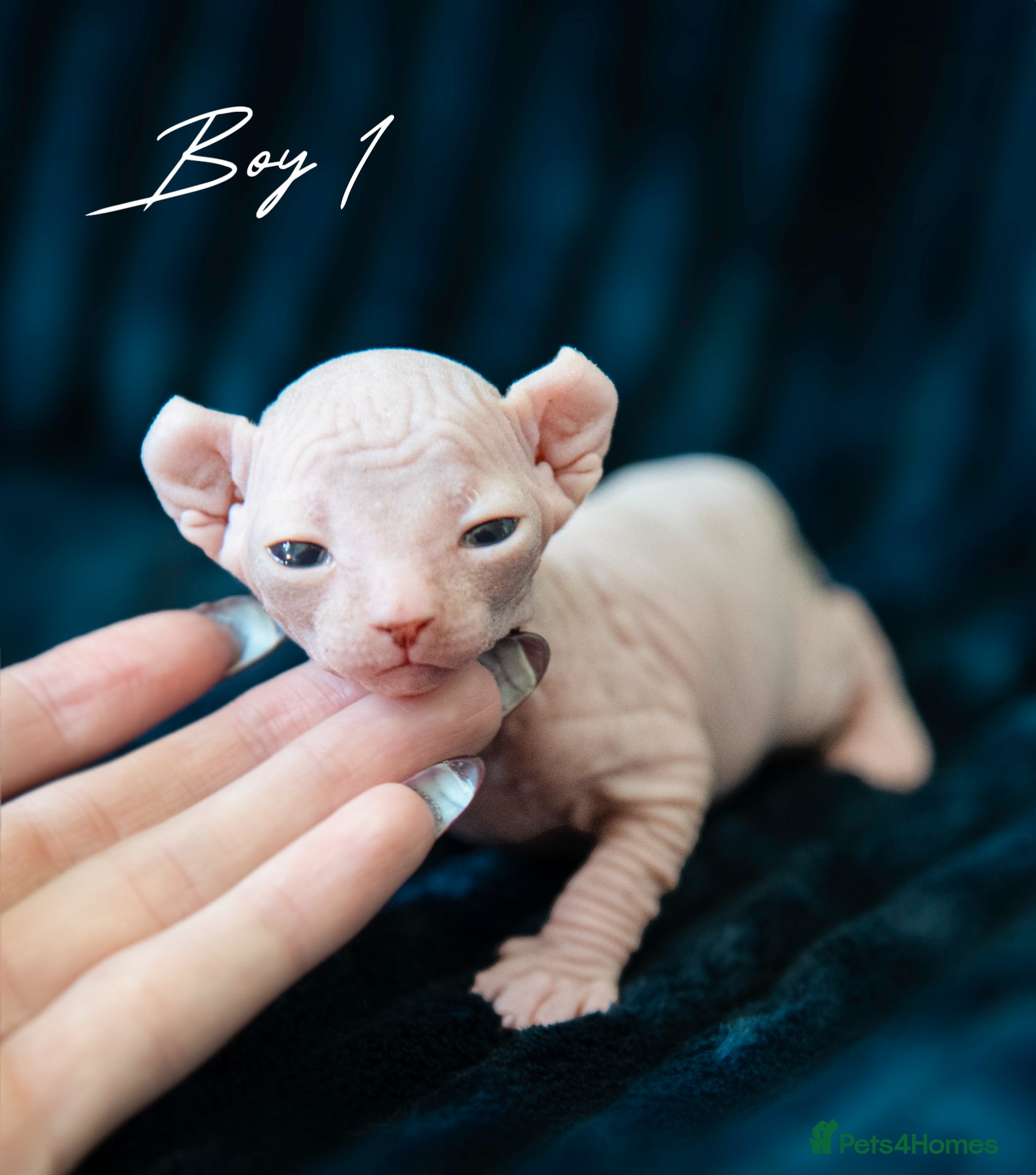 Sphynx cats champion sphynx kittens available  - Advert 1