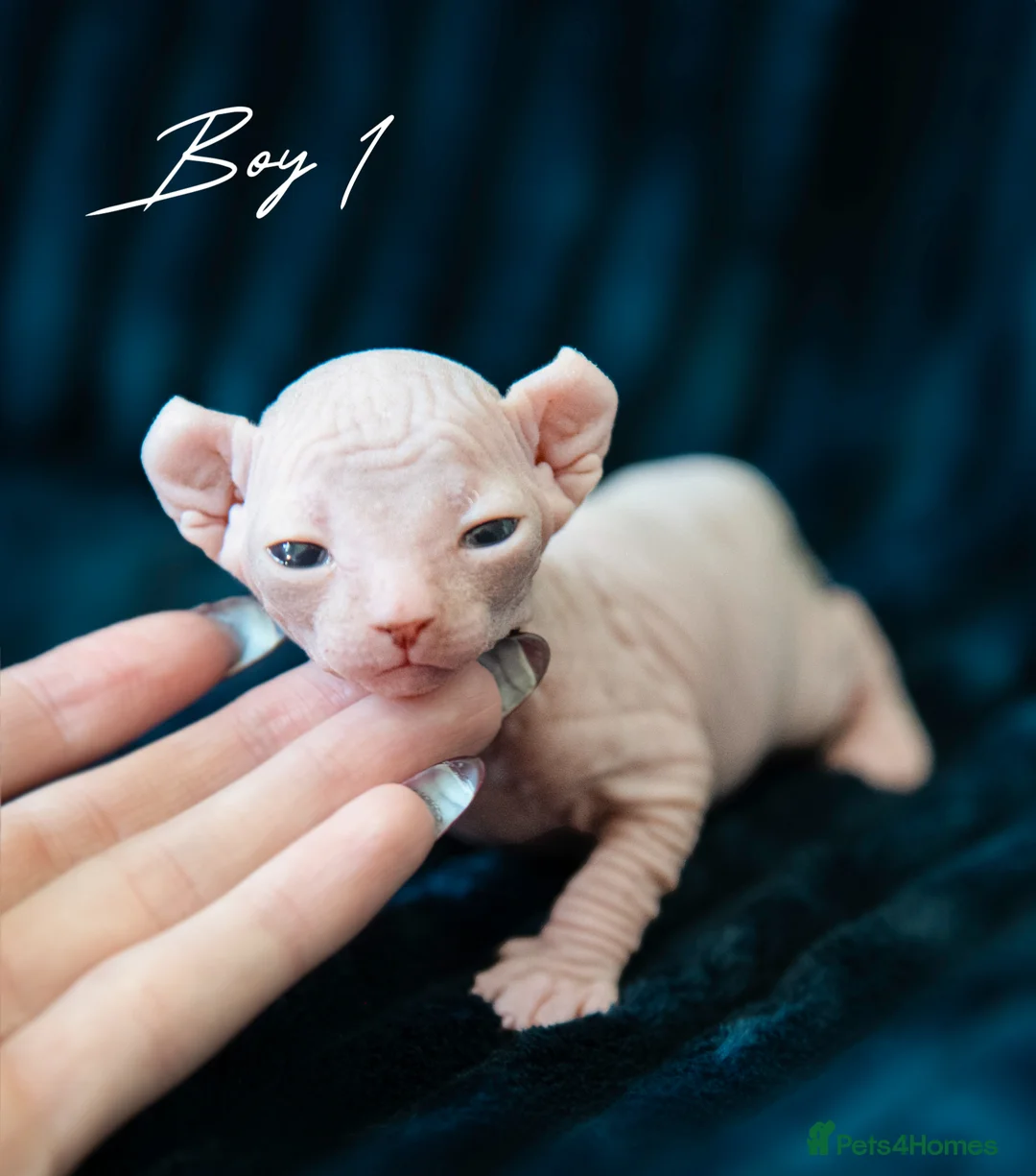 Sphynx cats for sale: champion sphynx kittens available  - Advert 1
