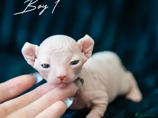 Sphynx cats champion sphynx kittens available - Advert 1