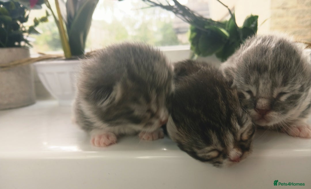 Russian Blue cats for sale: Russain blue x Maine coon Kittens for Sale - Image 12