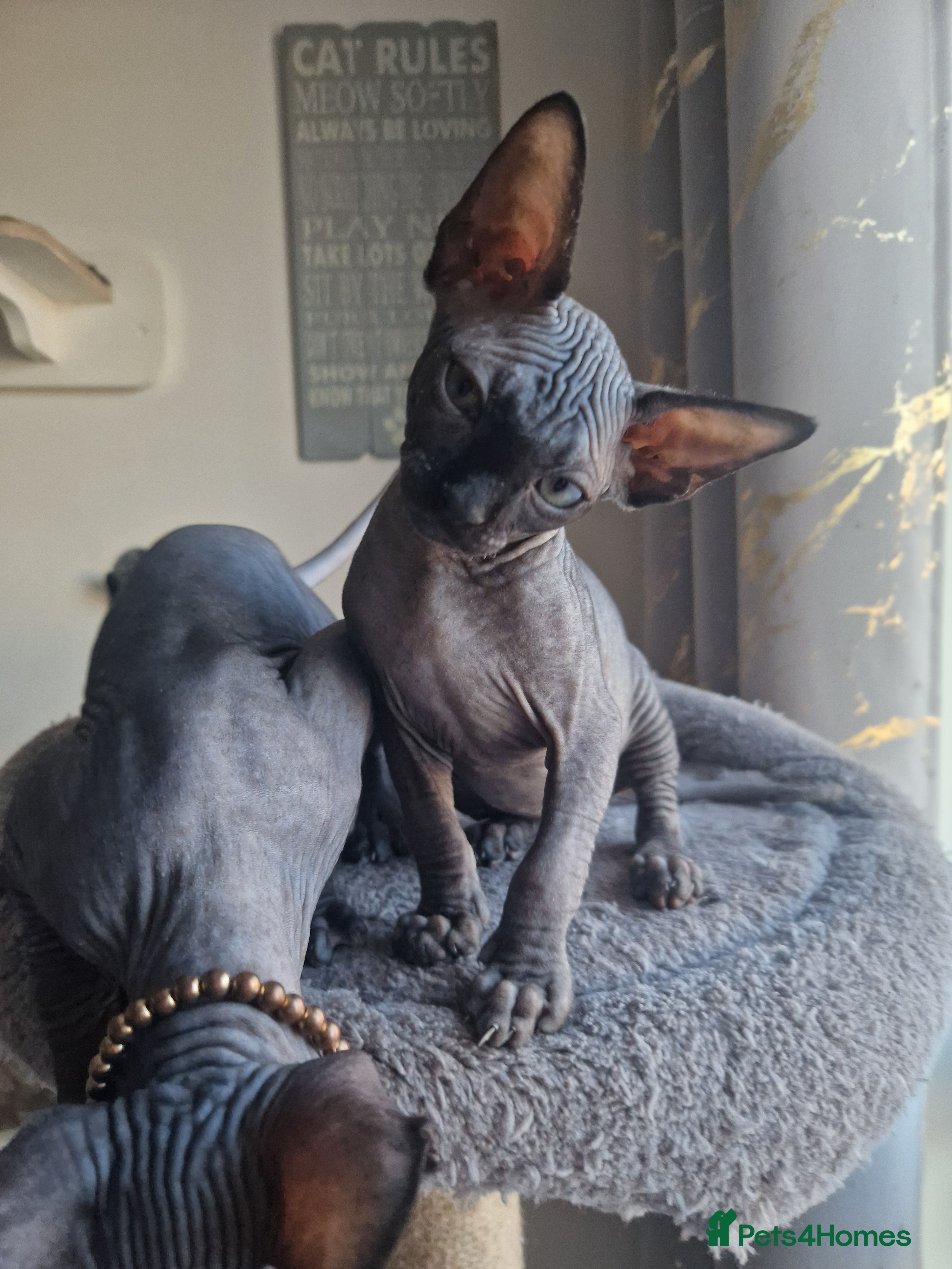 Sphynx cats Canadian Sphynx kittens - Advert 9