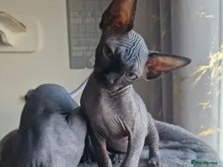 Sphynx cats Canadian Sphynx kittens - Advert 9