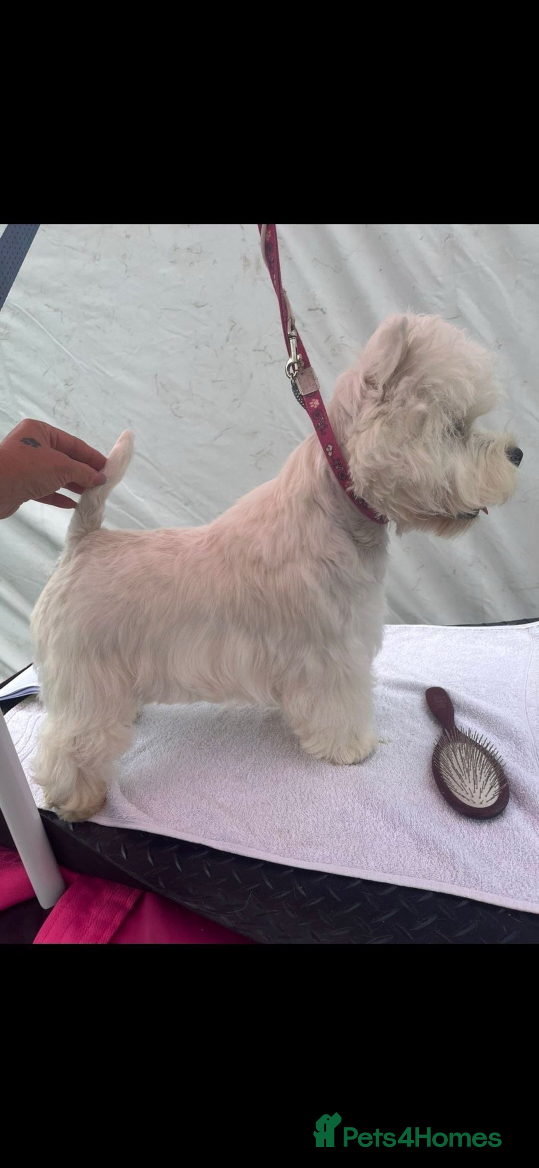 West Highland Terrier dogs for sale: West Highland White Terrier Puppies ♥️💙💚💜 - Advert 12