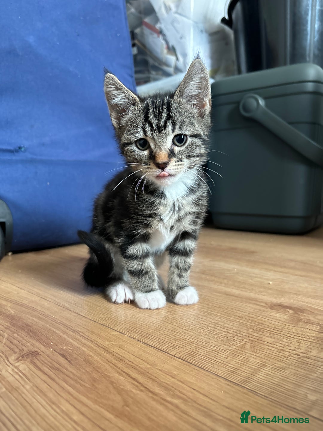 American Shorthair cats for sale: 🌟5 Adorable Kittens Ready For 4ever Home 🌟 - Advert 26