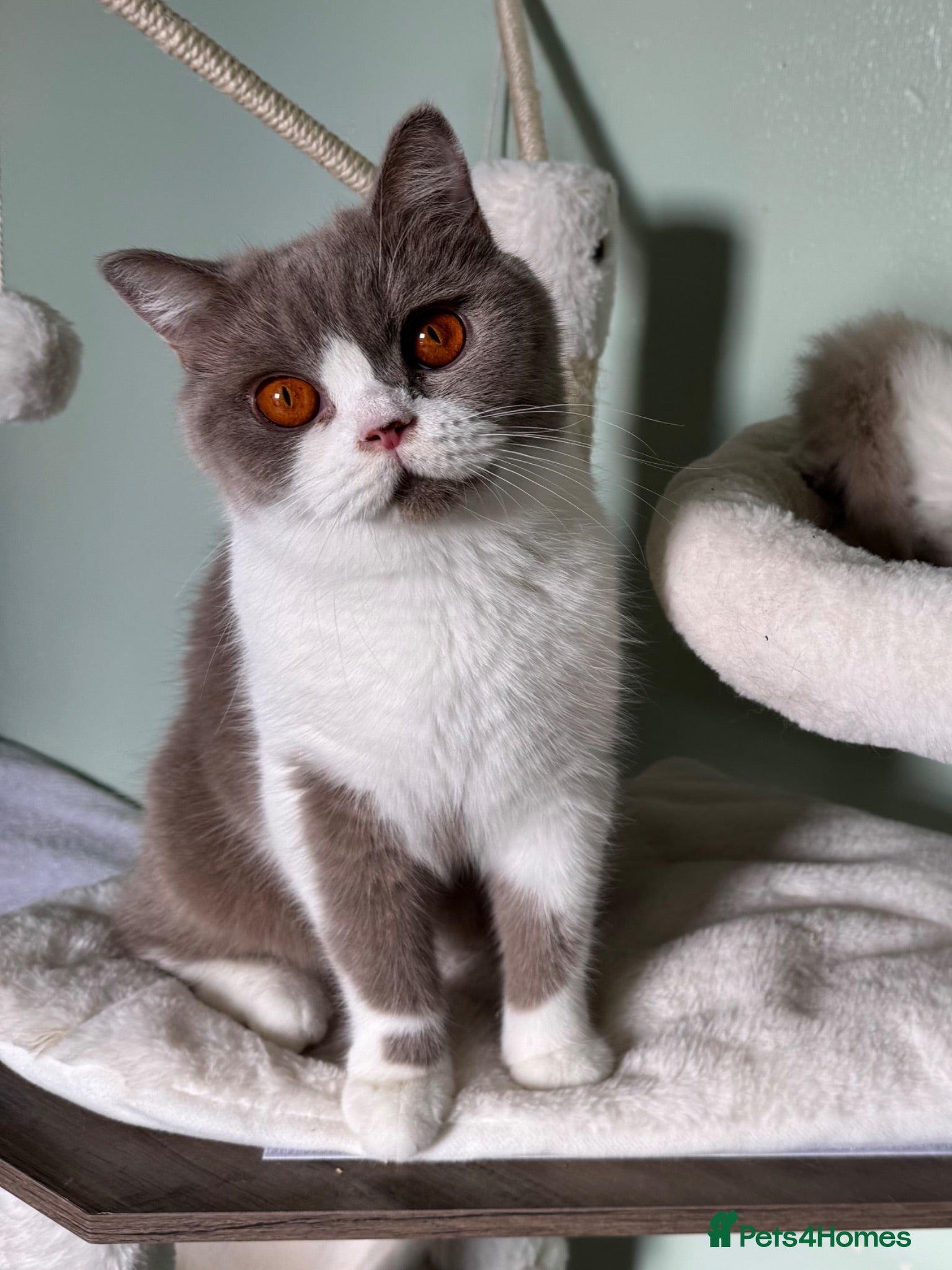 British Shorthair cats Neutered female British shorthair  - Advert 2