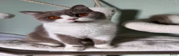 British Shorthair cats for sale: Neutered female British shorthair  - Advert 1