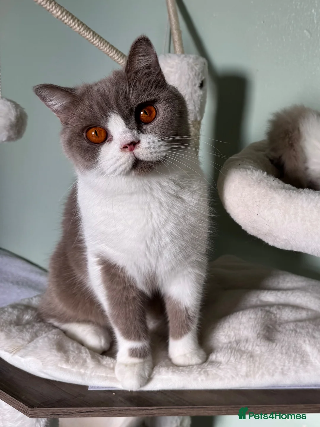 British Shorthair cats for sale: Neutered female British shorthair  - Advert 1