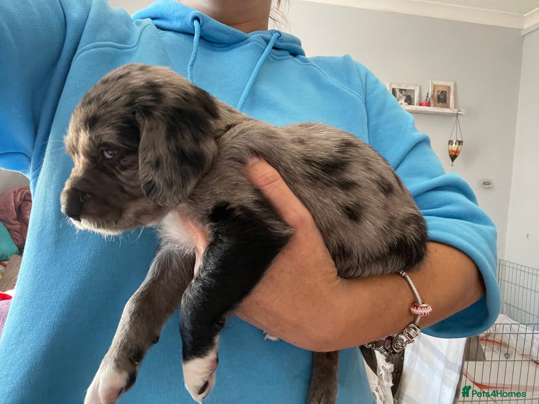 Mixed Breed dogs for sale: Sprollie Puppies  - Image 18