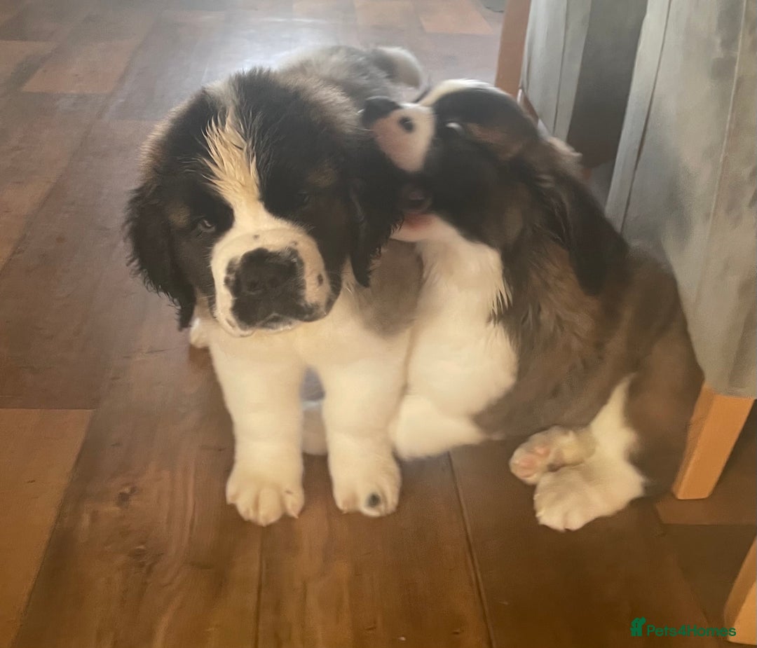 Saint Bernard dogs for sale: Stunning Female Saint Bernard puppy Kc reg - Image 7