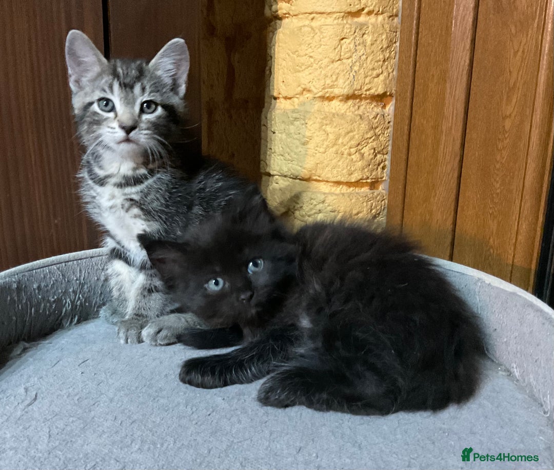 Ragdoll cats for sale: Lovely Kittens - Advert 5