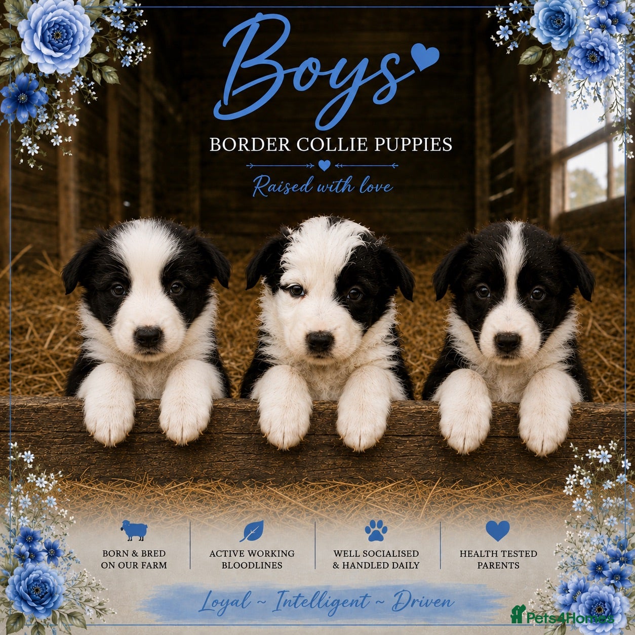 Border Collie dogs Gorgeous Border collie pups. KC registered.  - Advert 2