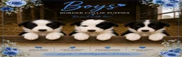 Border Collie dogs for sale: Gorgeous Border collie pups. KC registered.  - Advert 2