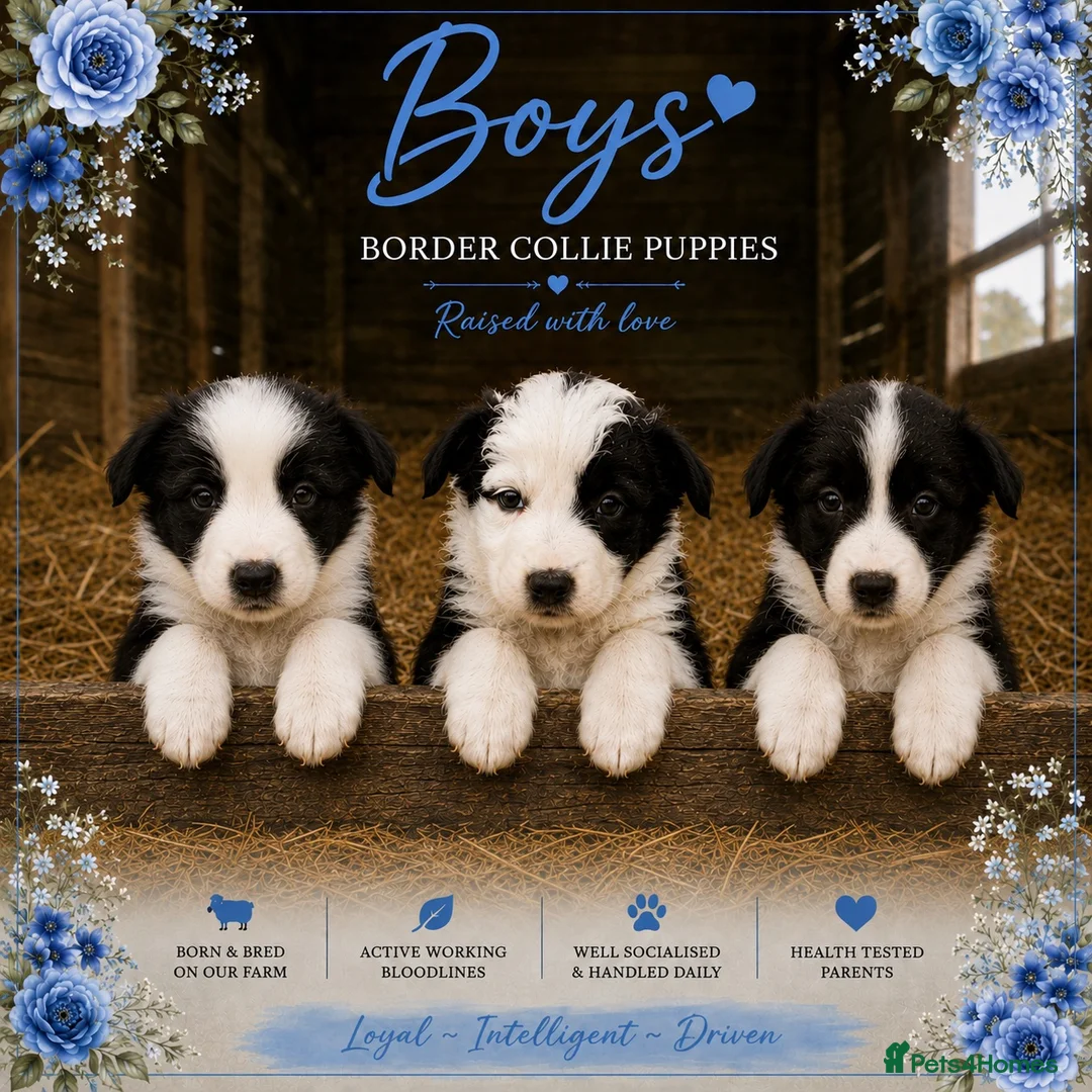 Border Collie dogs for sale: Gorgeous Border collie pups. KC registered.  - Advert 2
