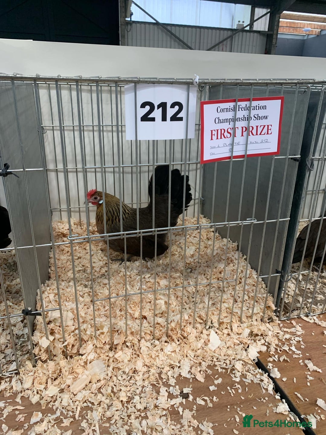 Chickens poultry for sale: Gold Partridge Dutch bantams - Advert 4