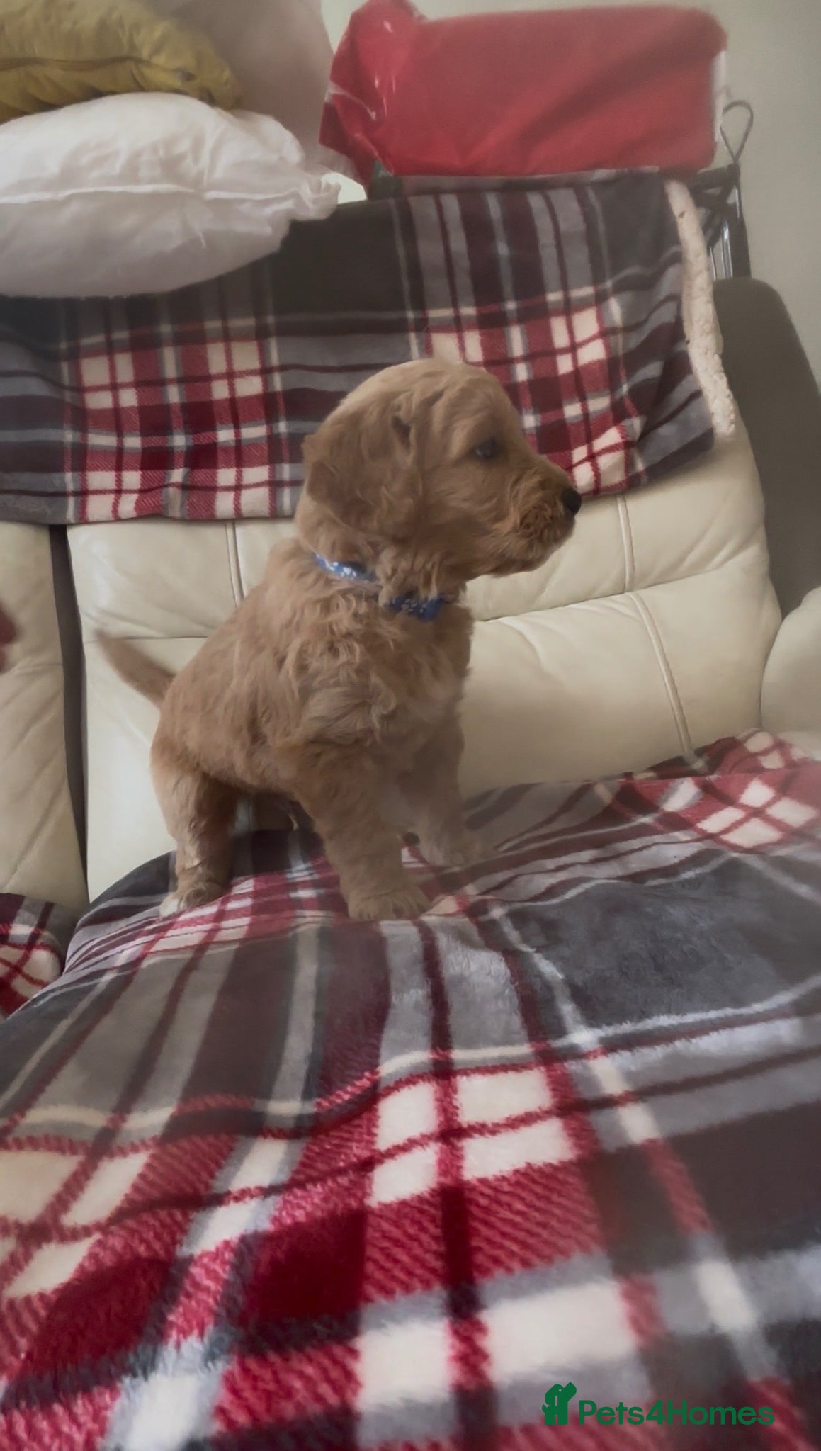 Goldendoodle dogs Goldendoodles - Advert 2