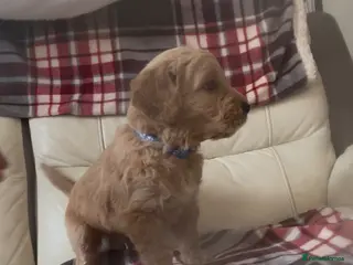 Goldendoodle dogs Goldendoodles - Advert 2