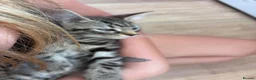 Mixed Breed cats for sale: 2 female kittens  in Chertsey - Advert 5