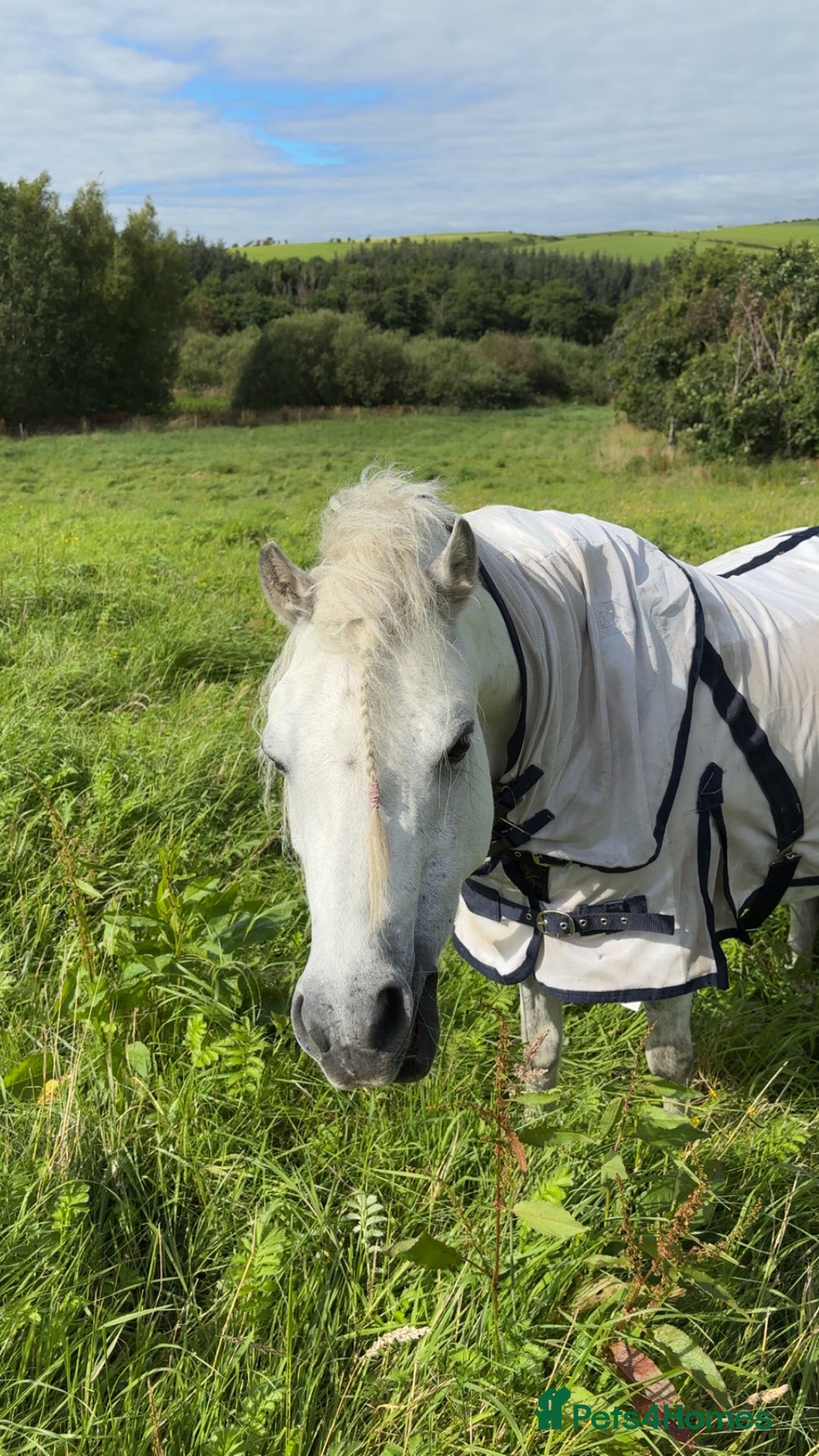 Welsh Section A horses for sale: Welsh Sec A - Image 4