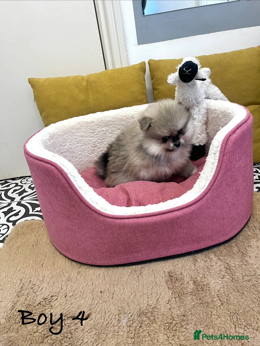 Pomeranian dogs for sale: Top Quality 🐻 Teddy Bears  - Advert 23