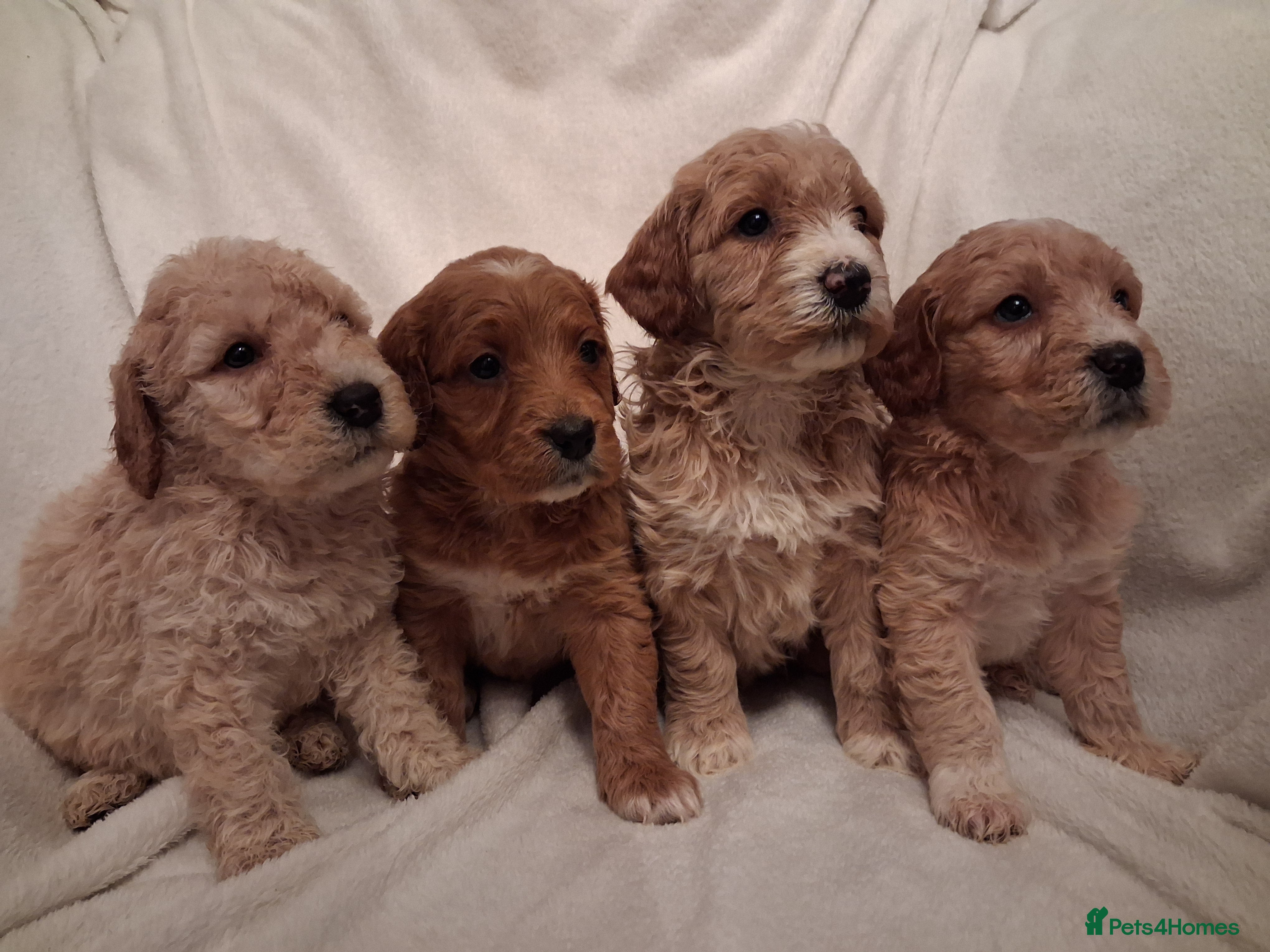 Double Doodle dogs Exceptionally marked Double doodles puppies - Advert 4