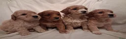 Double Doodle dogs for sale: READY NOW  Exceptional marked Double doodles pups. - Advert 15